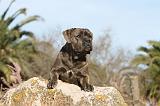 CANE CORSO 374